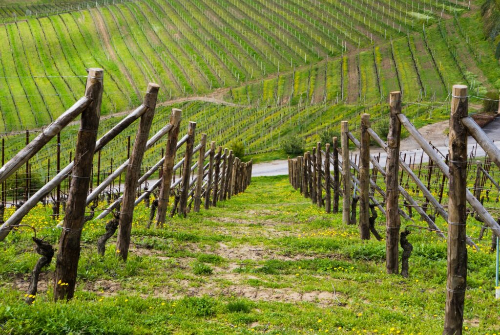 Langhe vineyards upon the hill