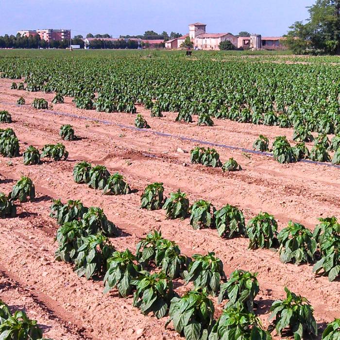 stime-perizie-agrotecniche-piacenza